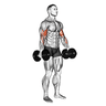 Curl Biceps