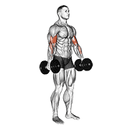 Curl Biceps